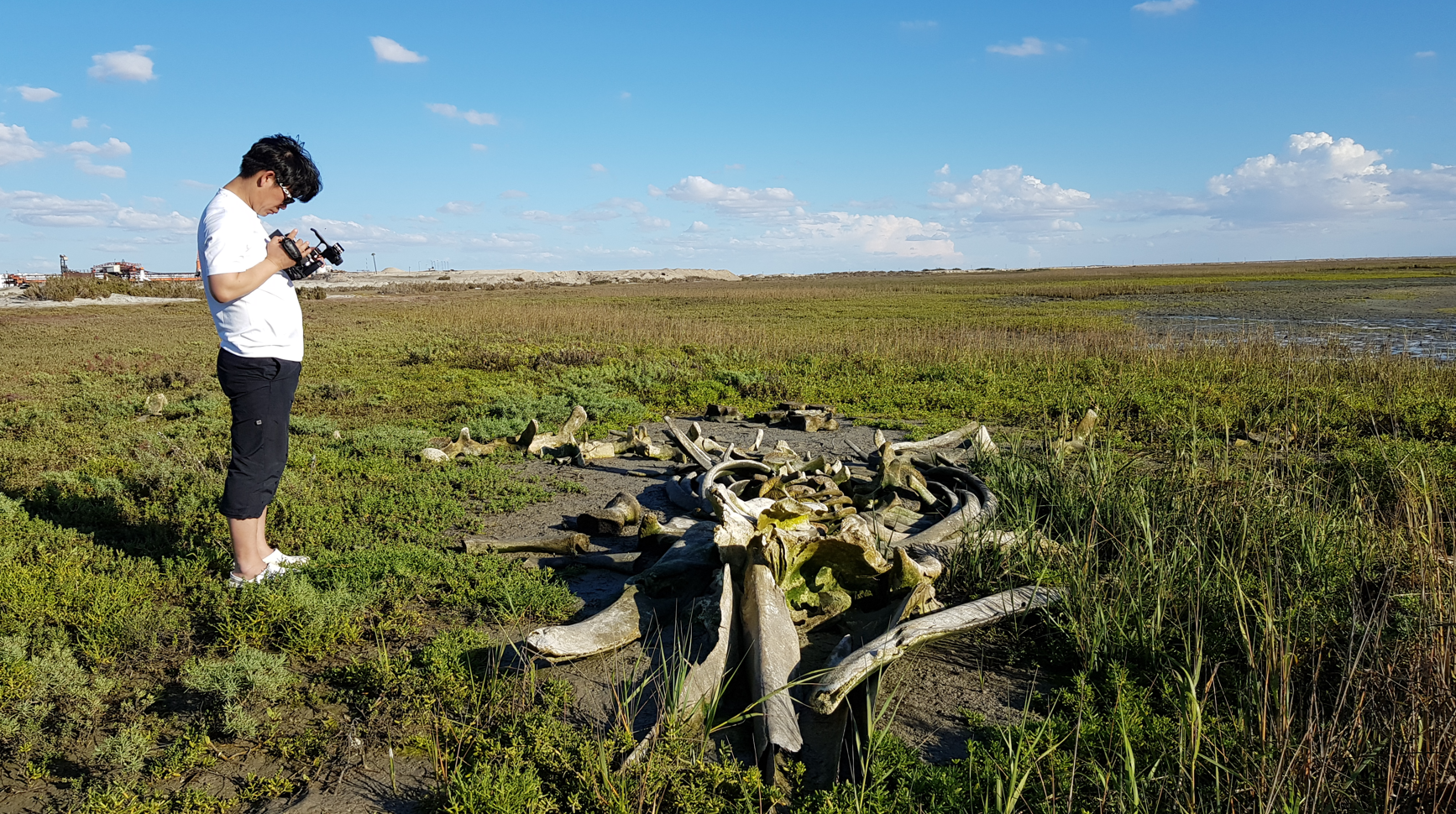 멕시코 엘 비즈카이노 고래보호구역 내에서 자연사한 고래의 뼈.