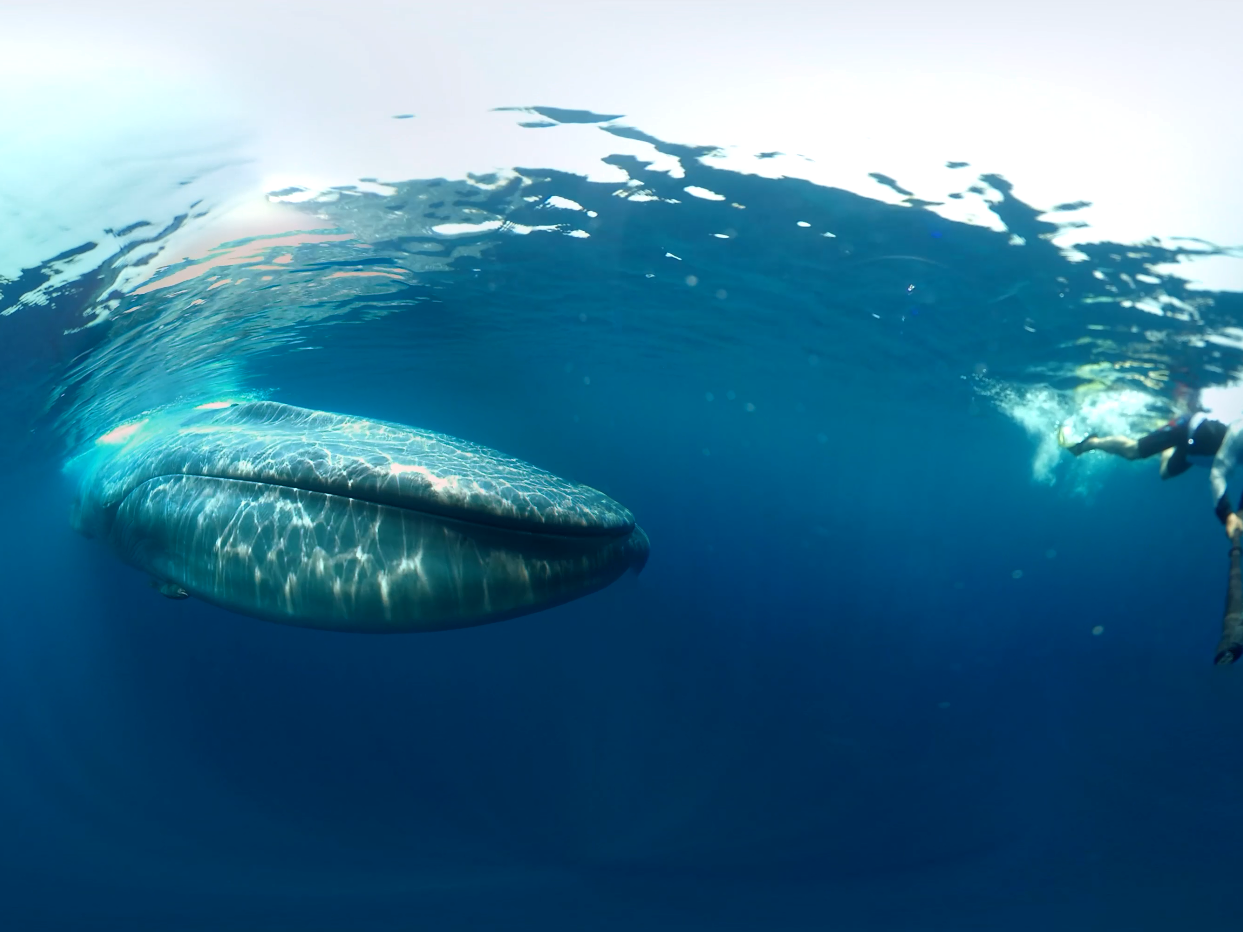 360VR 카메라에 담긴 대왕고래와 카메라 감독